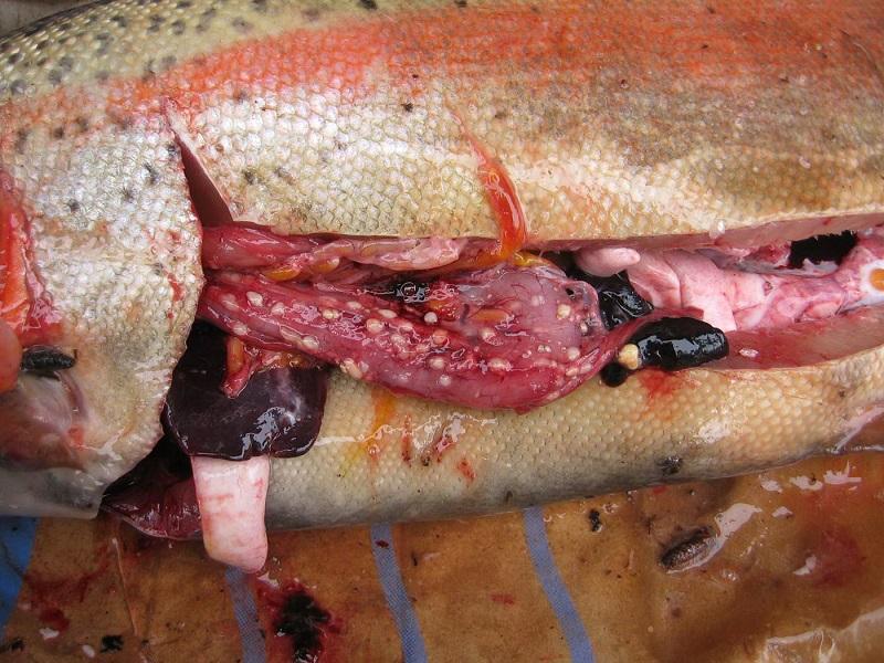 Рыба, у которой внутри находятся личинки
