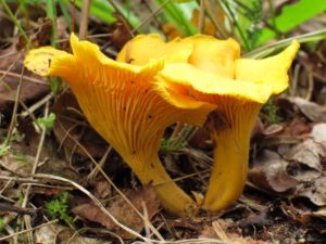 Лисички – удивительные грибы