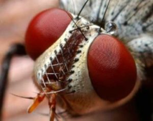 Страшные болезни, которые переносят мухи. Основные меры защиты и профилактики