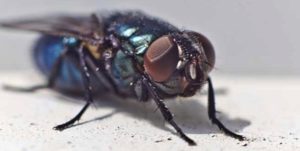 Страшные болезни, которые переносят мухи. Основные меры защиты и профилактики