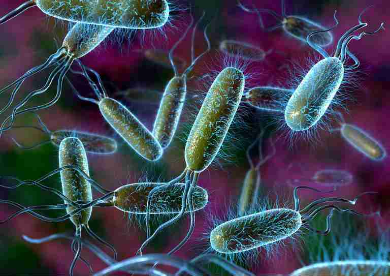 бактерии вызывающие цистит у женщин