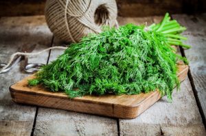 Укроп – ароматная зелень для здоровья