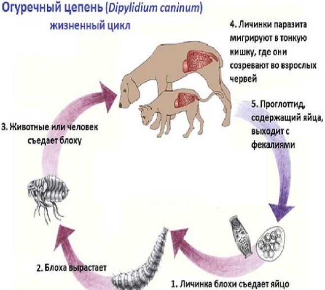 Этапы развития паразита