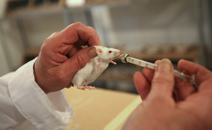 Ввод зараженного биоматериала лабораторным мышам