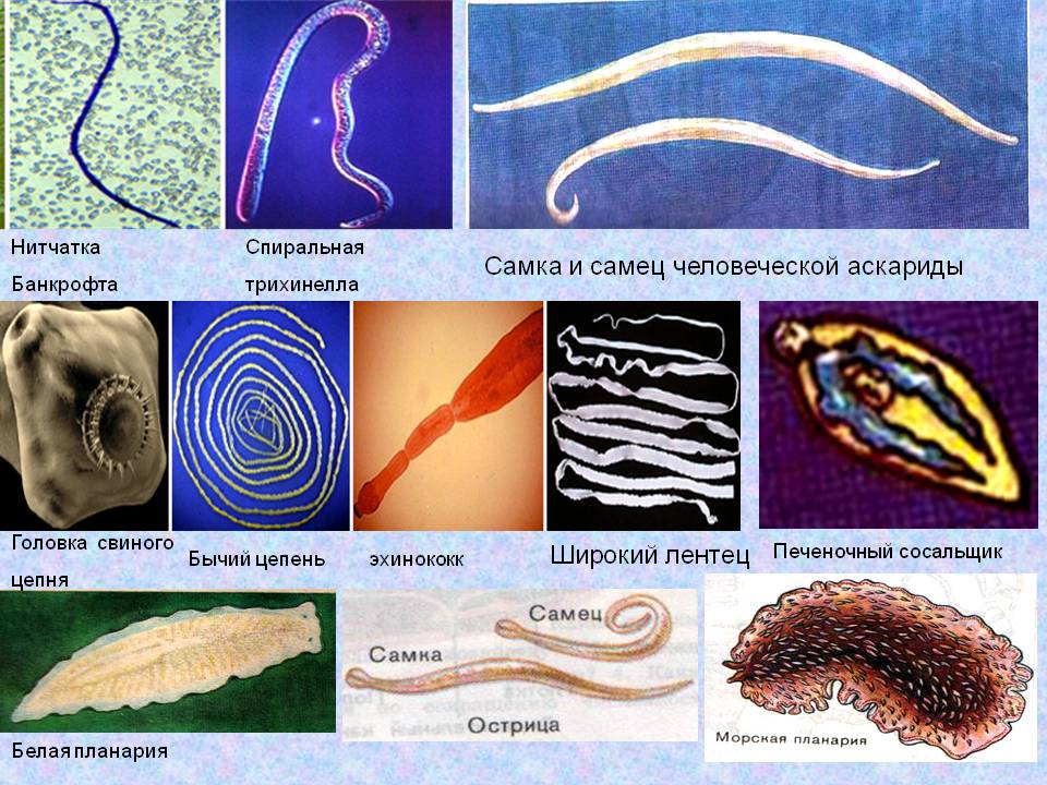 Разновидности паразитов