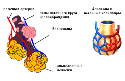 Строение альвеол